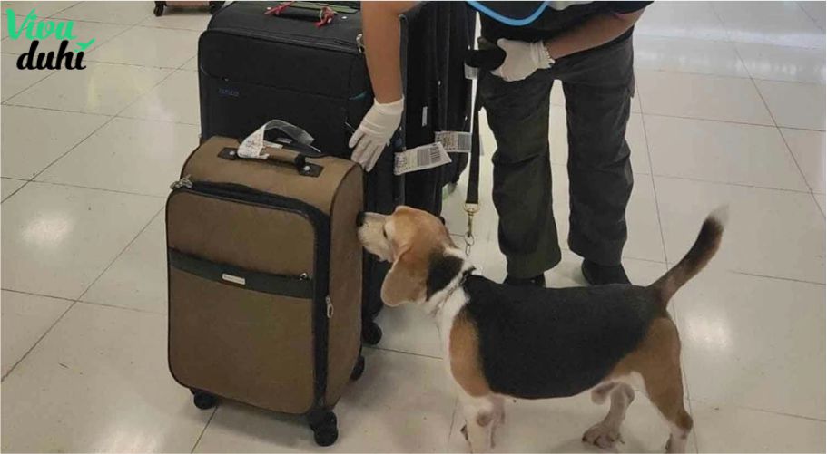 Lý do Thái Lan áp dụng quy định cấm này Lý do Thái Lan áp dụng quy định cấm này