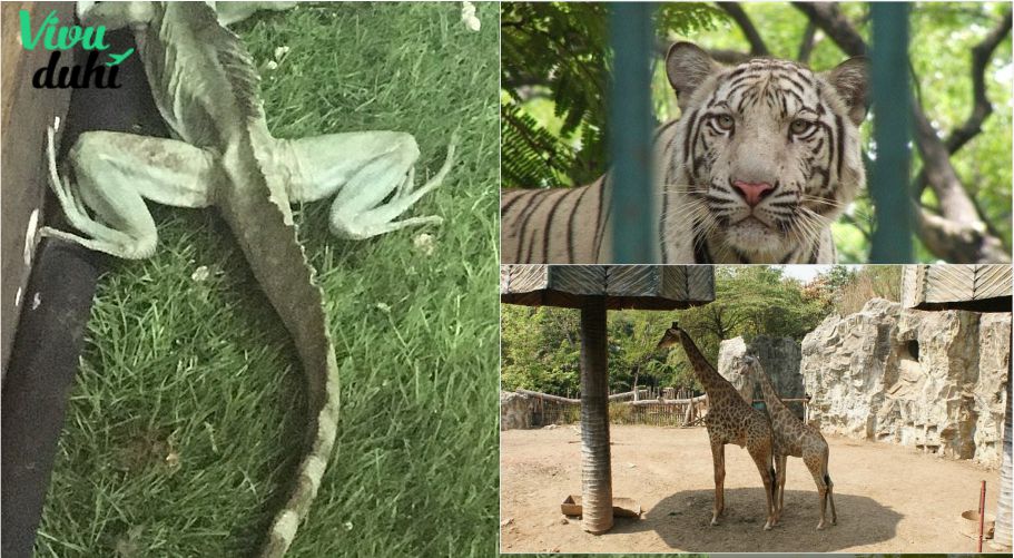 Sở thú Dusit (Dusit Zoo) Sở thú Dusit (Dusit Zoo)