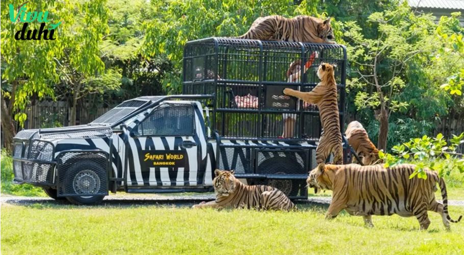 Công Viên Safari World Công Viên Safari World