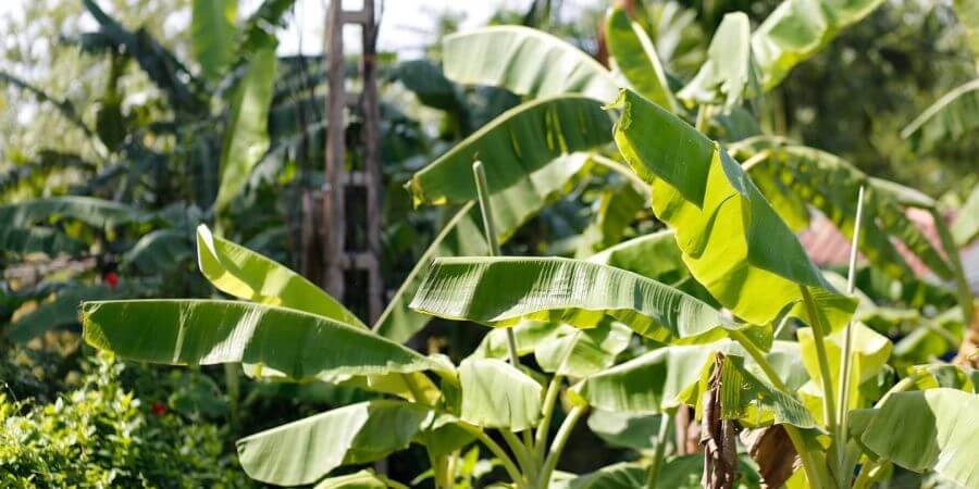 Nguyên liệu để làm bánh lọc lá chuối Nguyên liệu để làm bánh lọc lá chuối